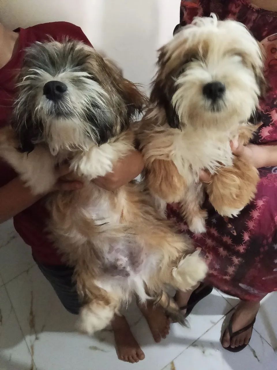Casal Shitzu 