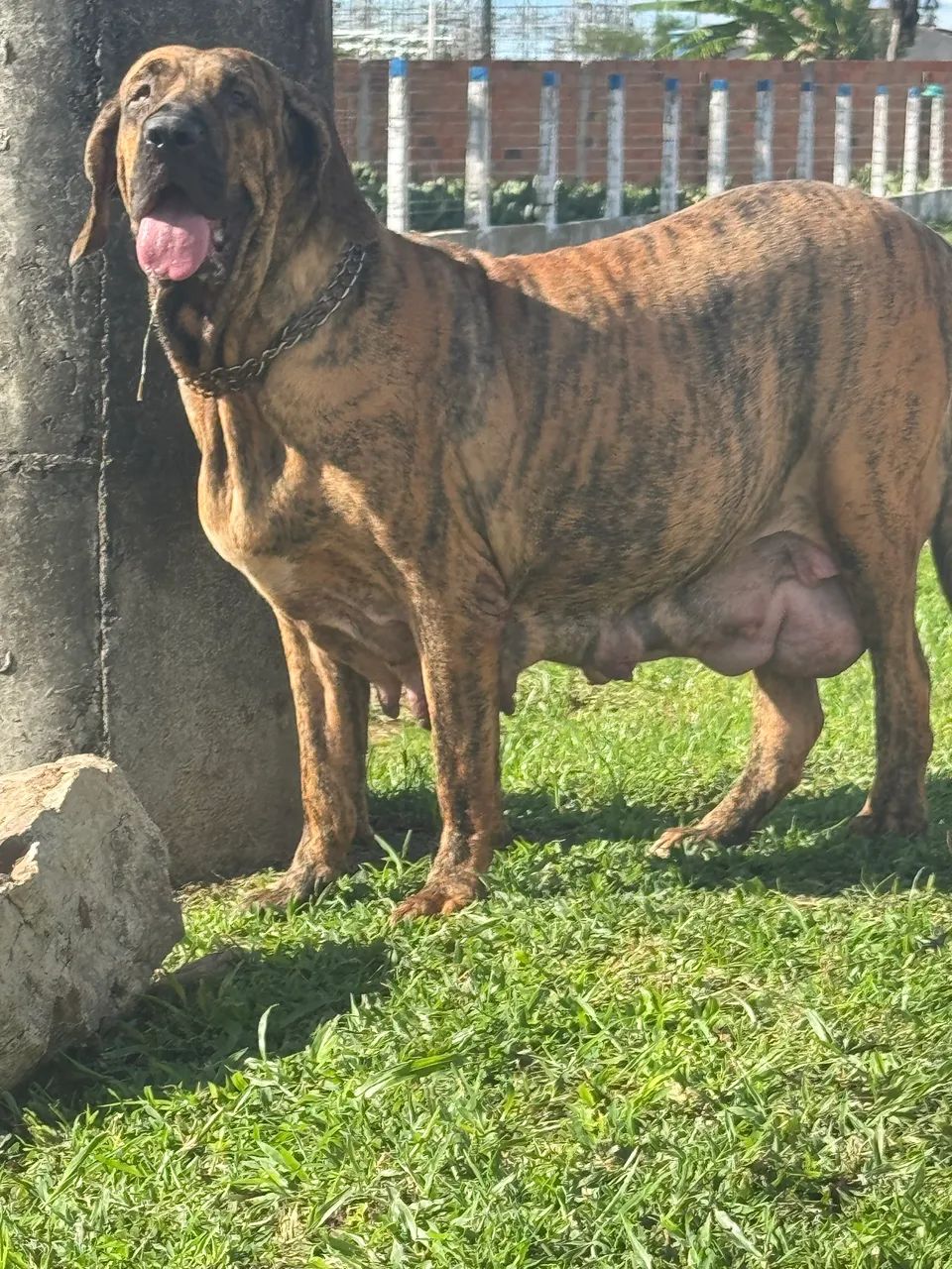Cachorro  - Foto 3