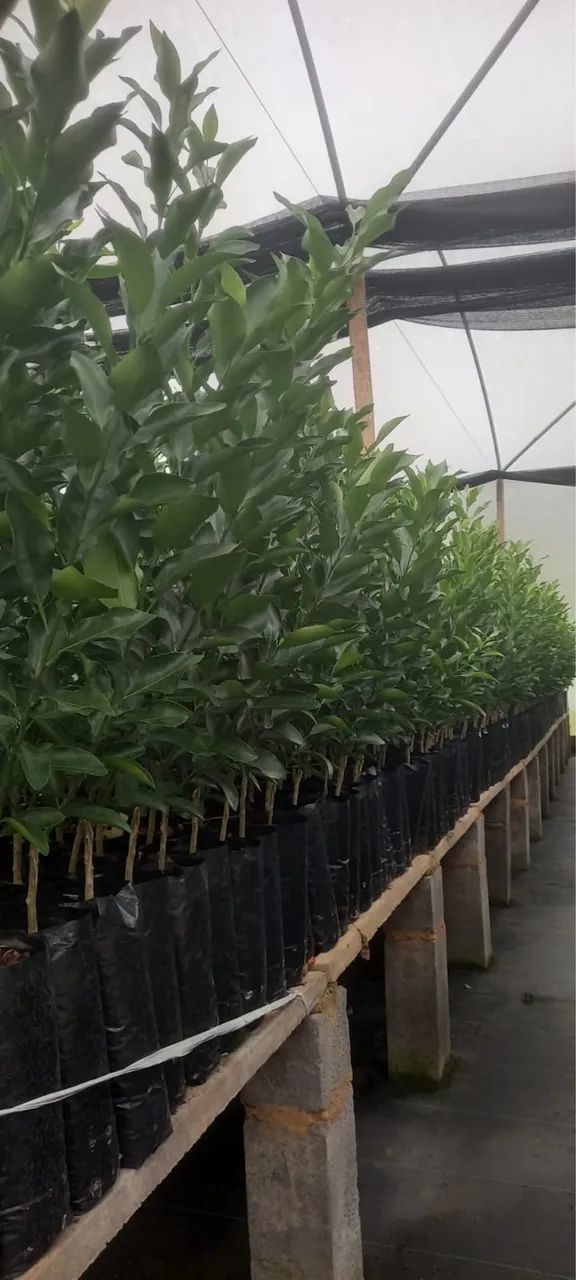 Mudas frutíferas  - Foto 5