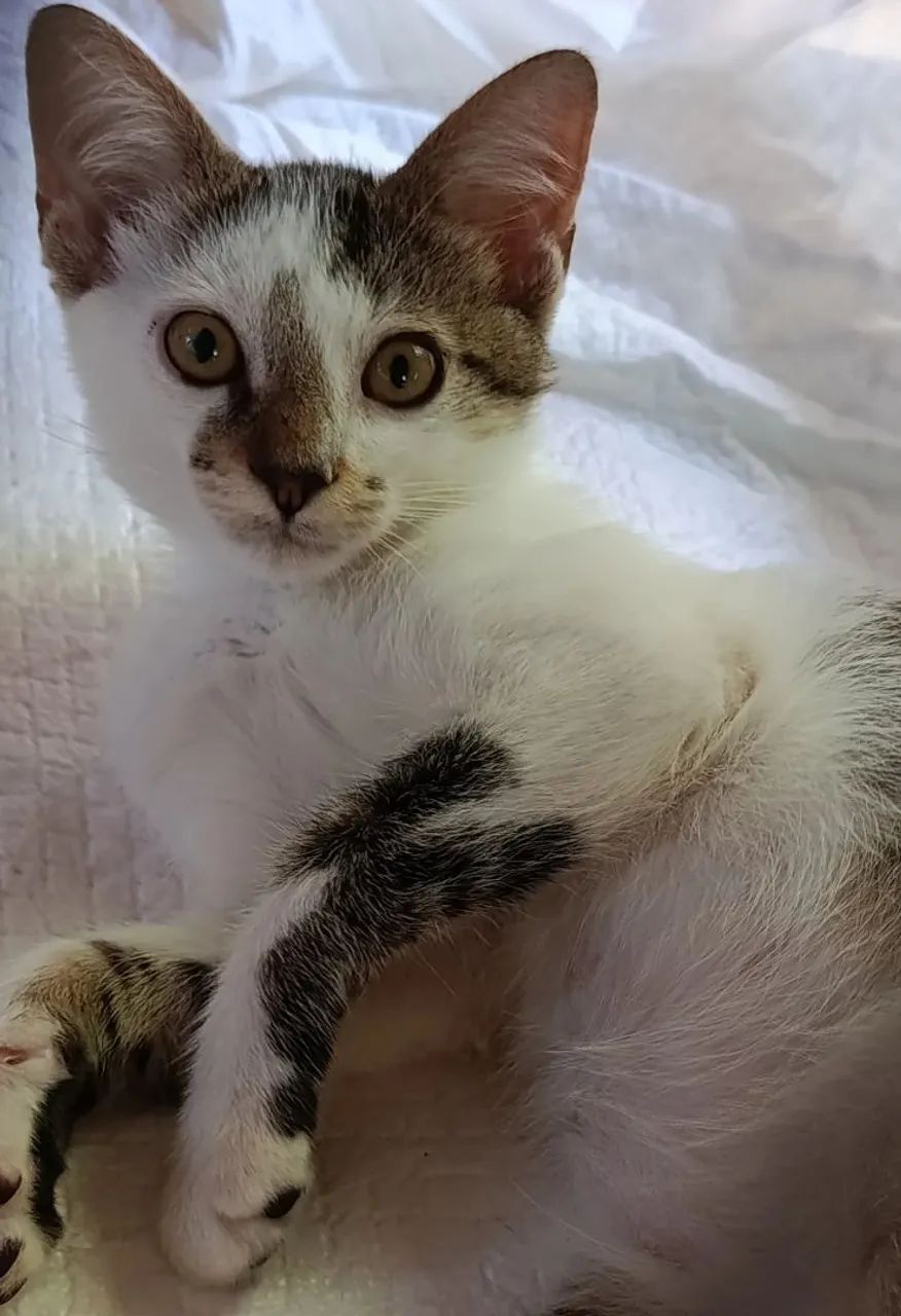 Gato filhote para lar telado 