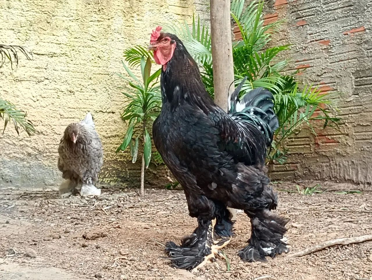 Ovos galados de brahma - Foto 4