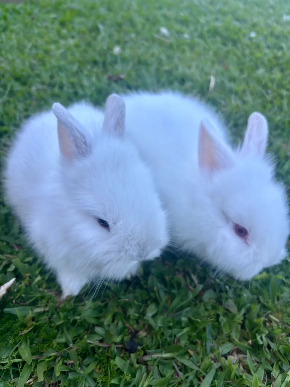 Mini coelho  - Foto 2