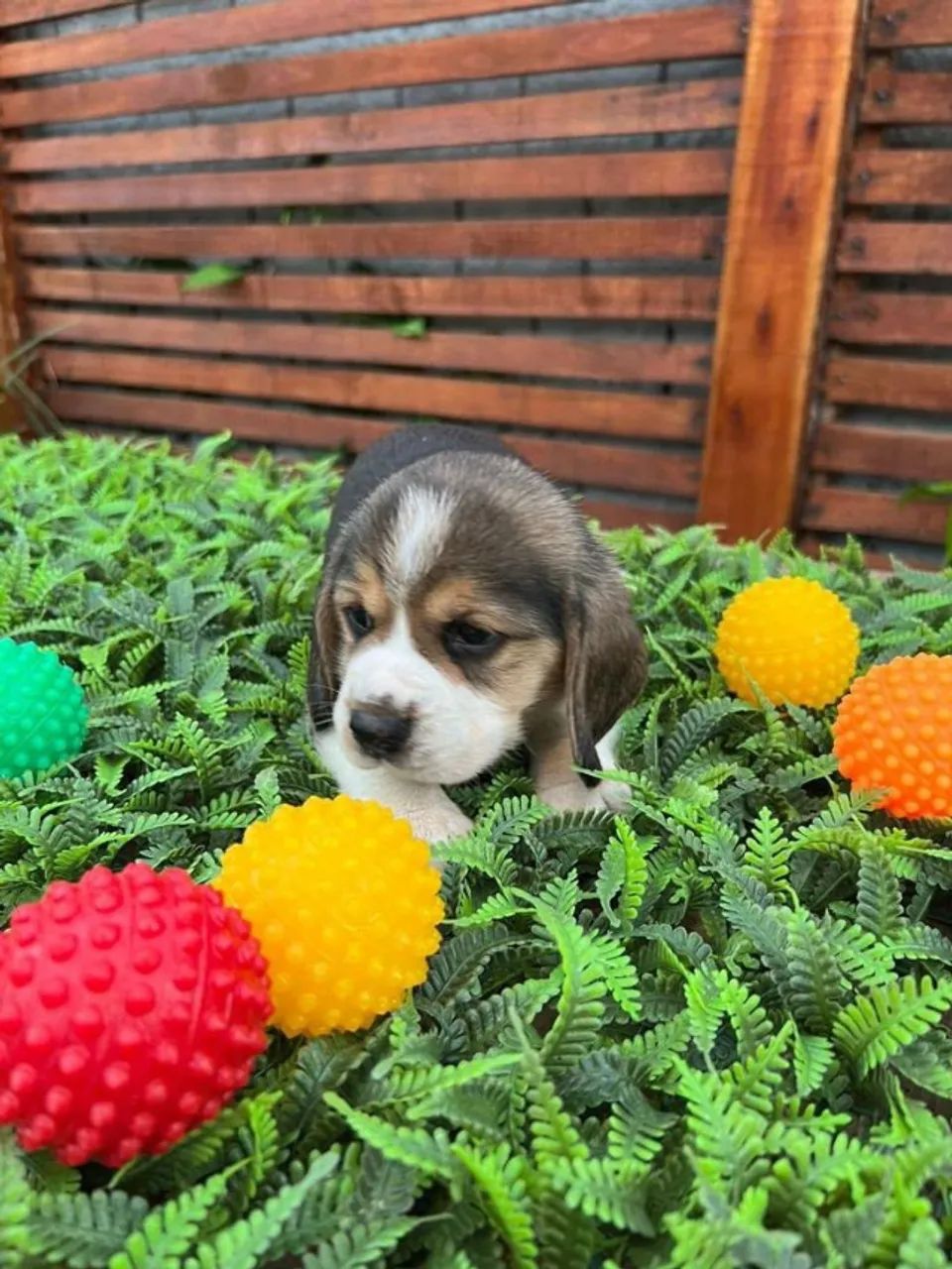 Beagle
