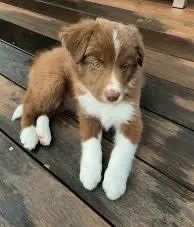 Border collie pelagem Red 