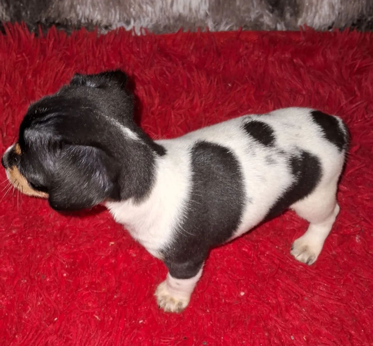 Animal de estimaçao  - Foto 3