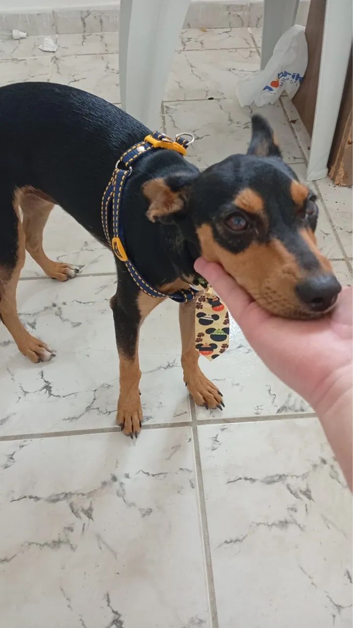 Cachorro para doação 