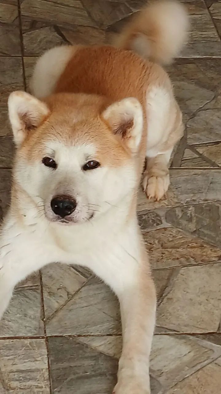 Akita  - Foto 4