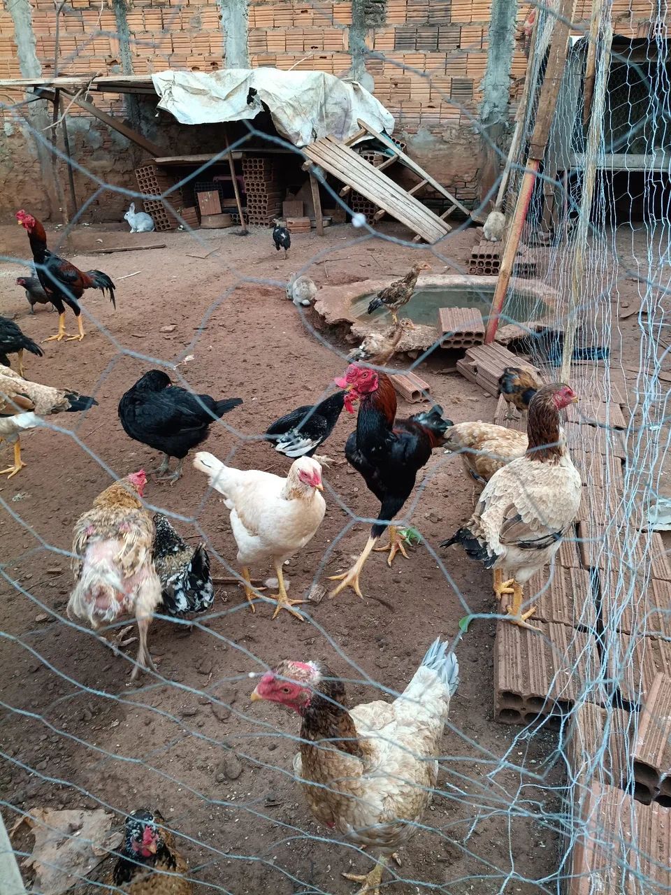 Vende- se frangos e galinhas - Foto 4