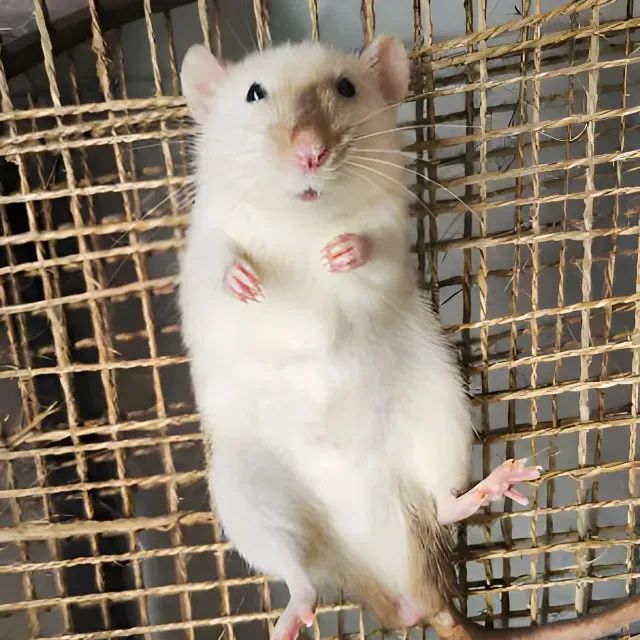 Filhotes de Rato Twister- Dócil + Brinde (Leia) - Foto 3