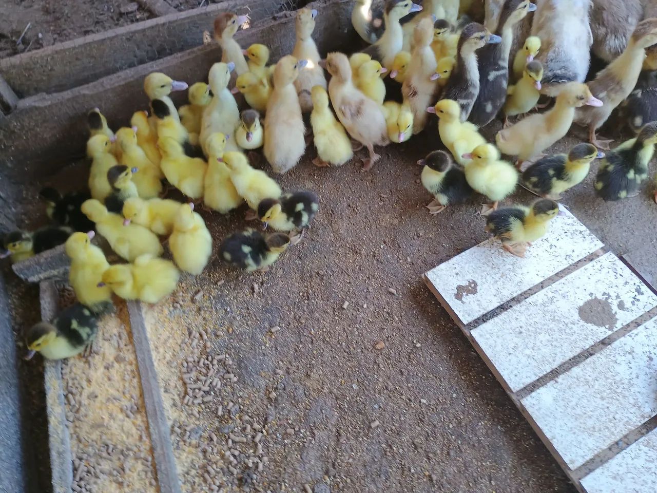 Vendo patos e galinha caipira  - Foto 3