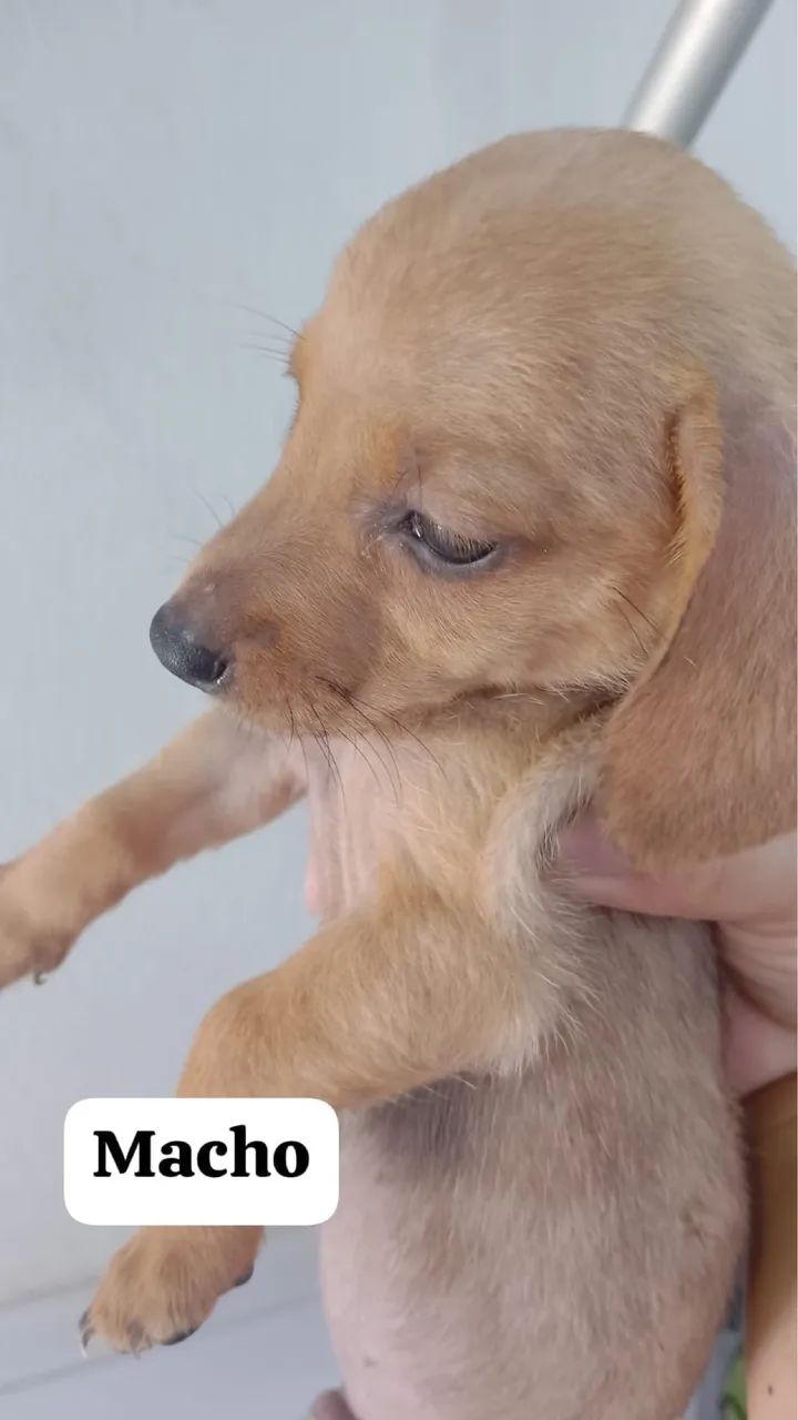 Filhote de cachorro salsicha  - Foto 3