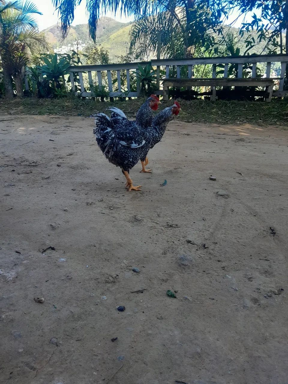 Frango e frango genética GSB - Foto 2