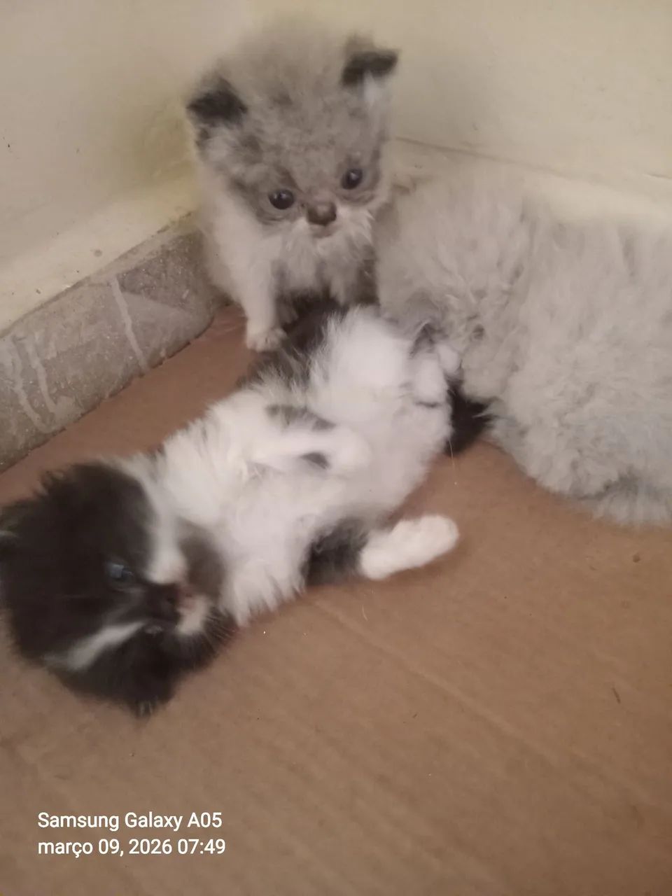 Gatinhos persa disponíveis pra venda - Foto 2
