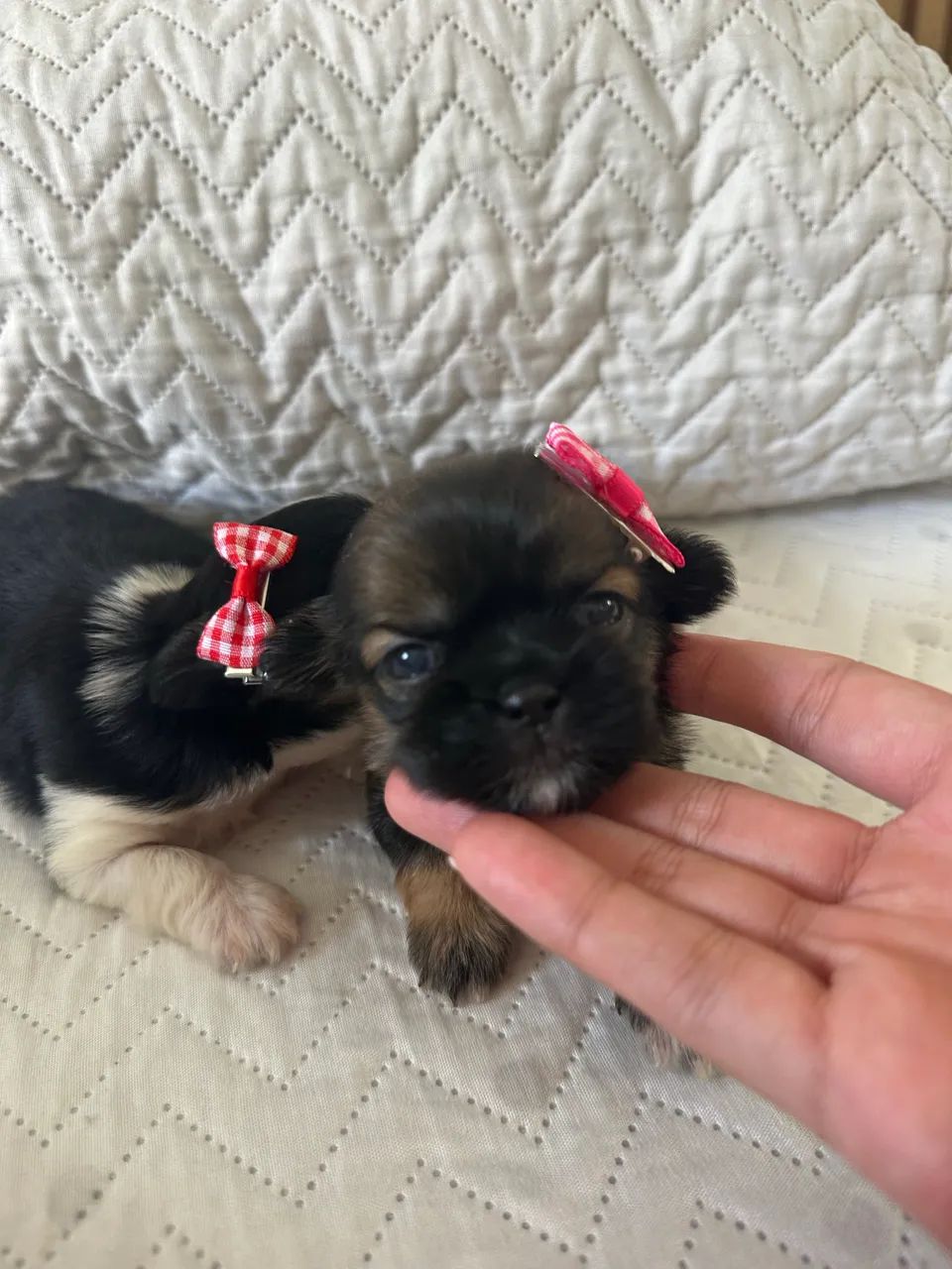 Shihtzu mini  - Foto 3