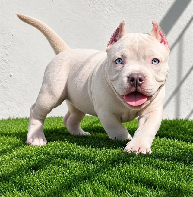 FILHOTES DE AMERICAN BULLY 