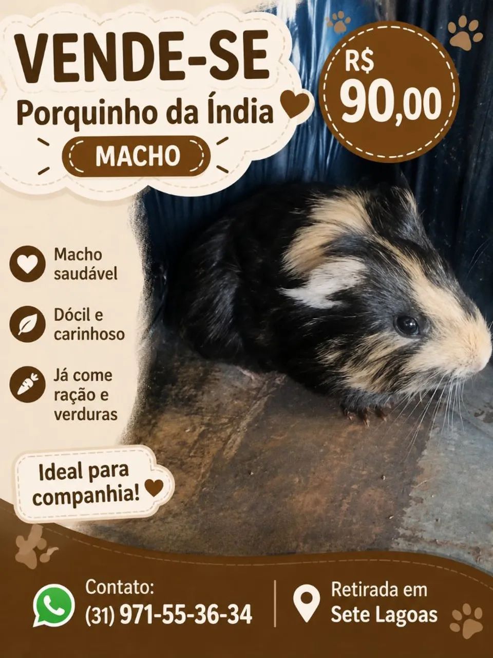 porquinho da índias filhotes  avenida por 90 reais