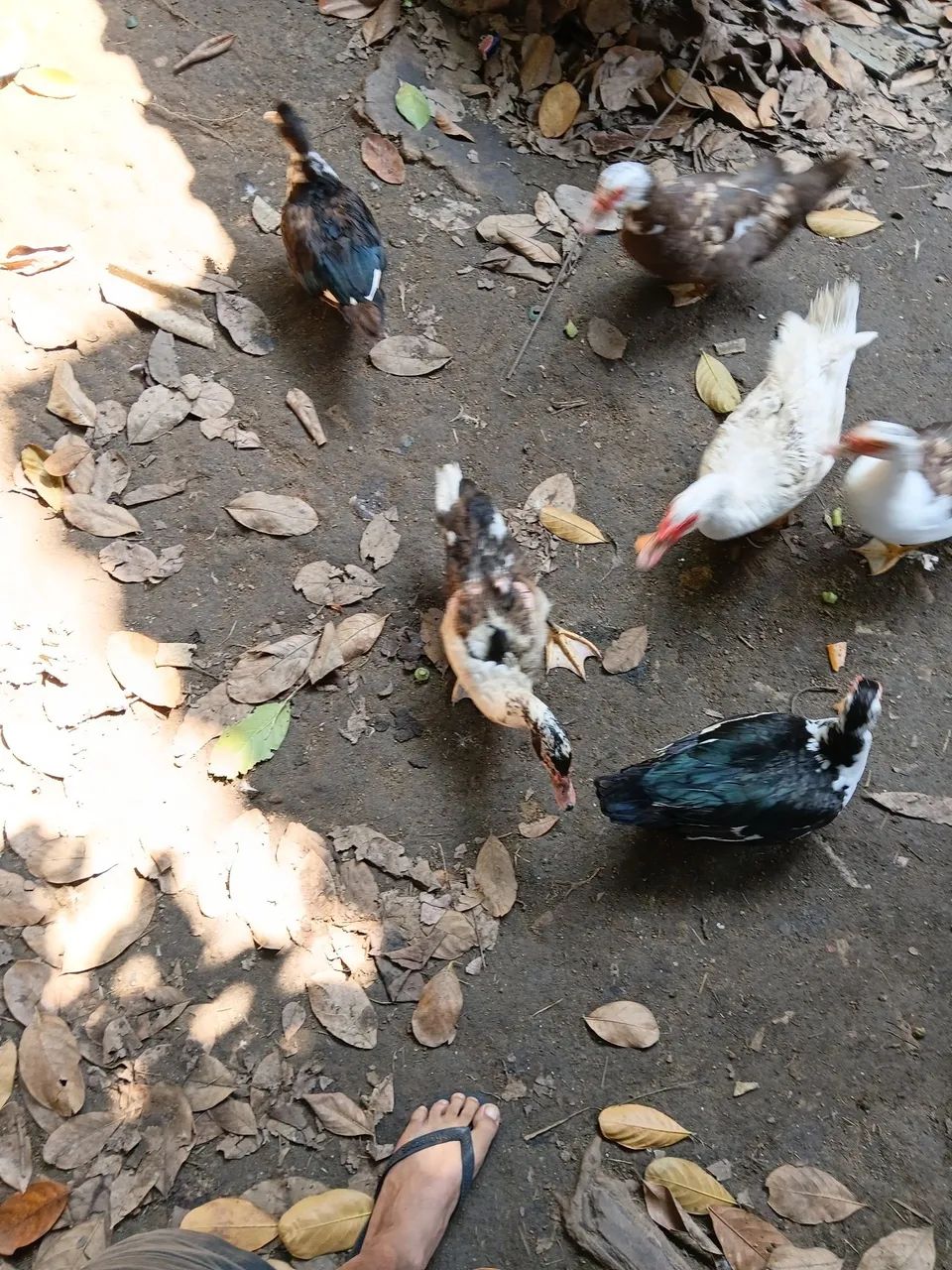  patos e patas  também temos filhote  e ovos por encomenda  - Foto 4