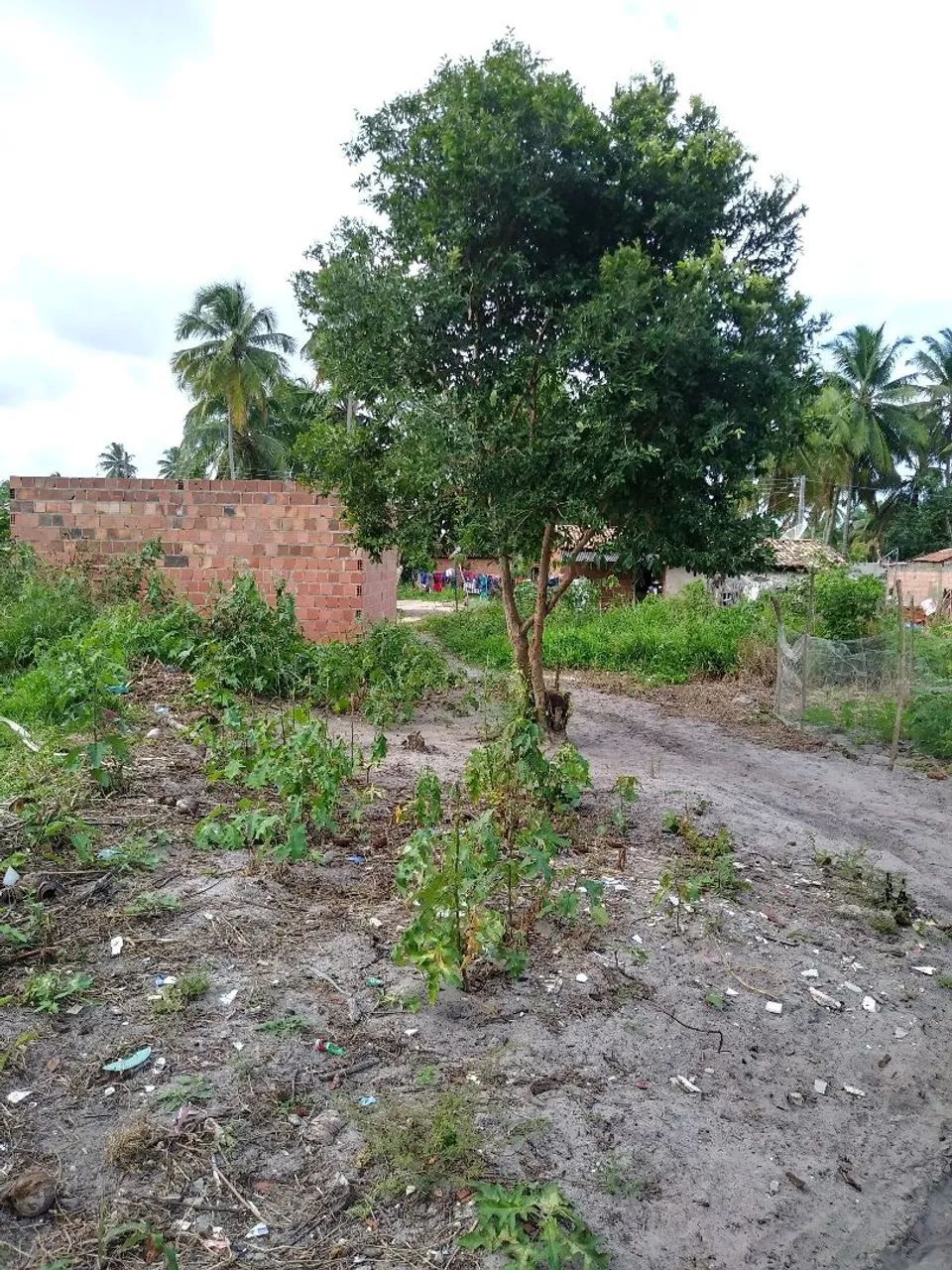 Terreno em Tatuamunha  - Foto 2