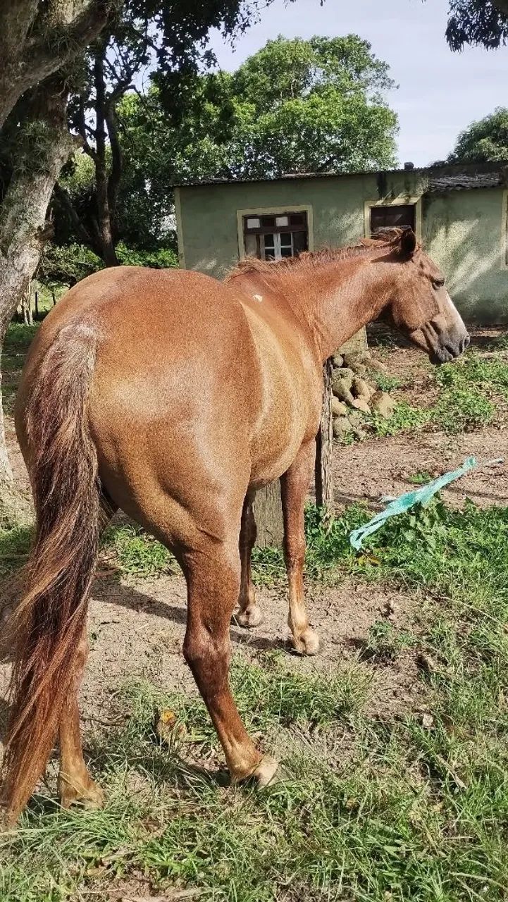 Égua quarto de milha  - Foto 5