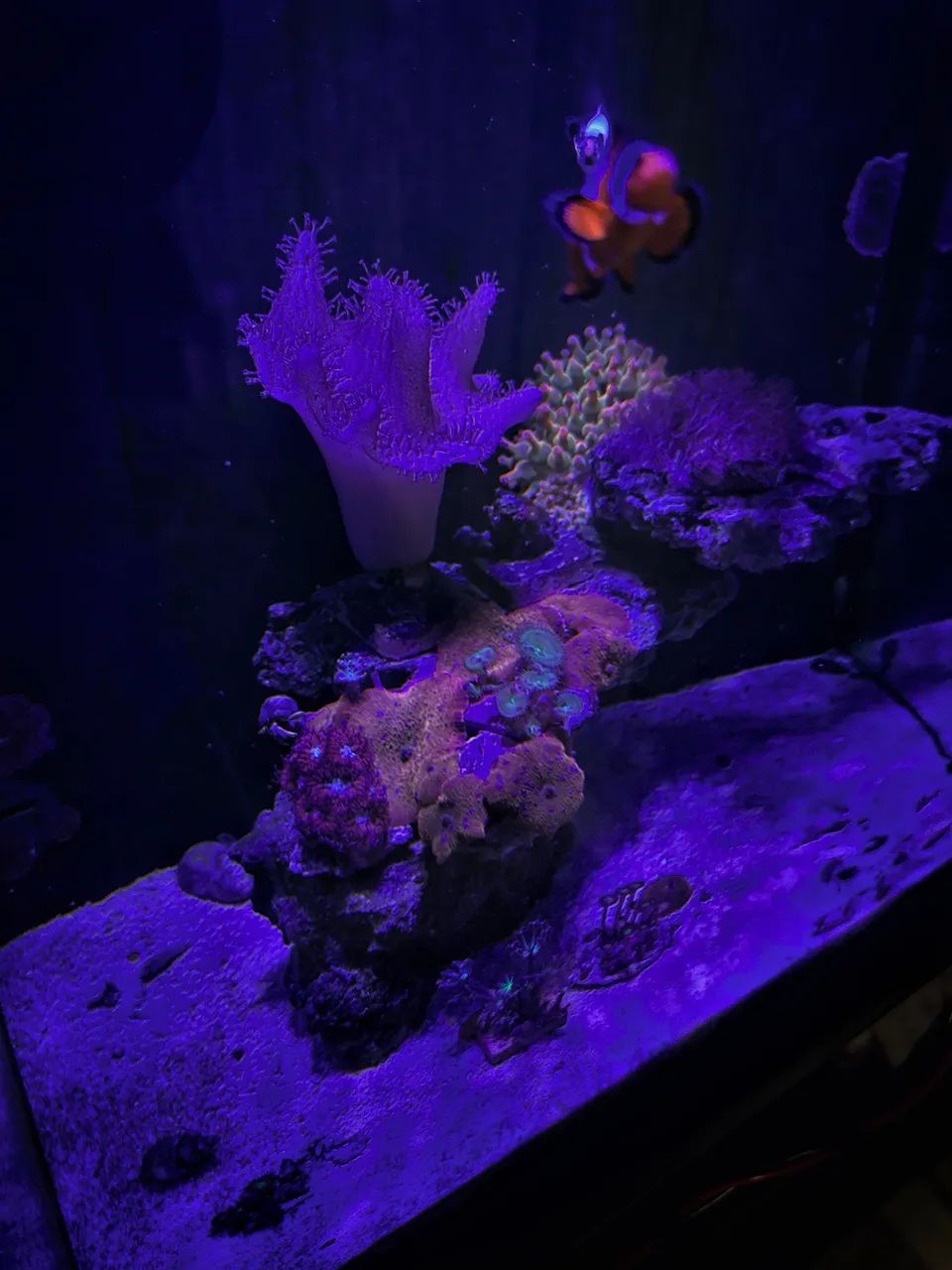 Aquário Marinho COMPLETO