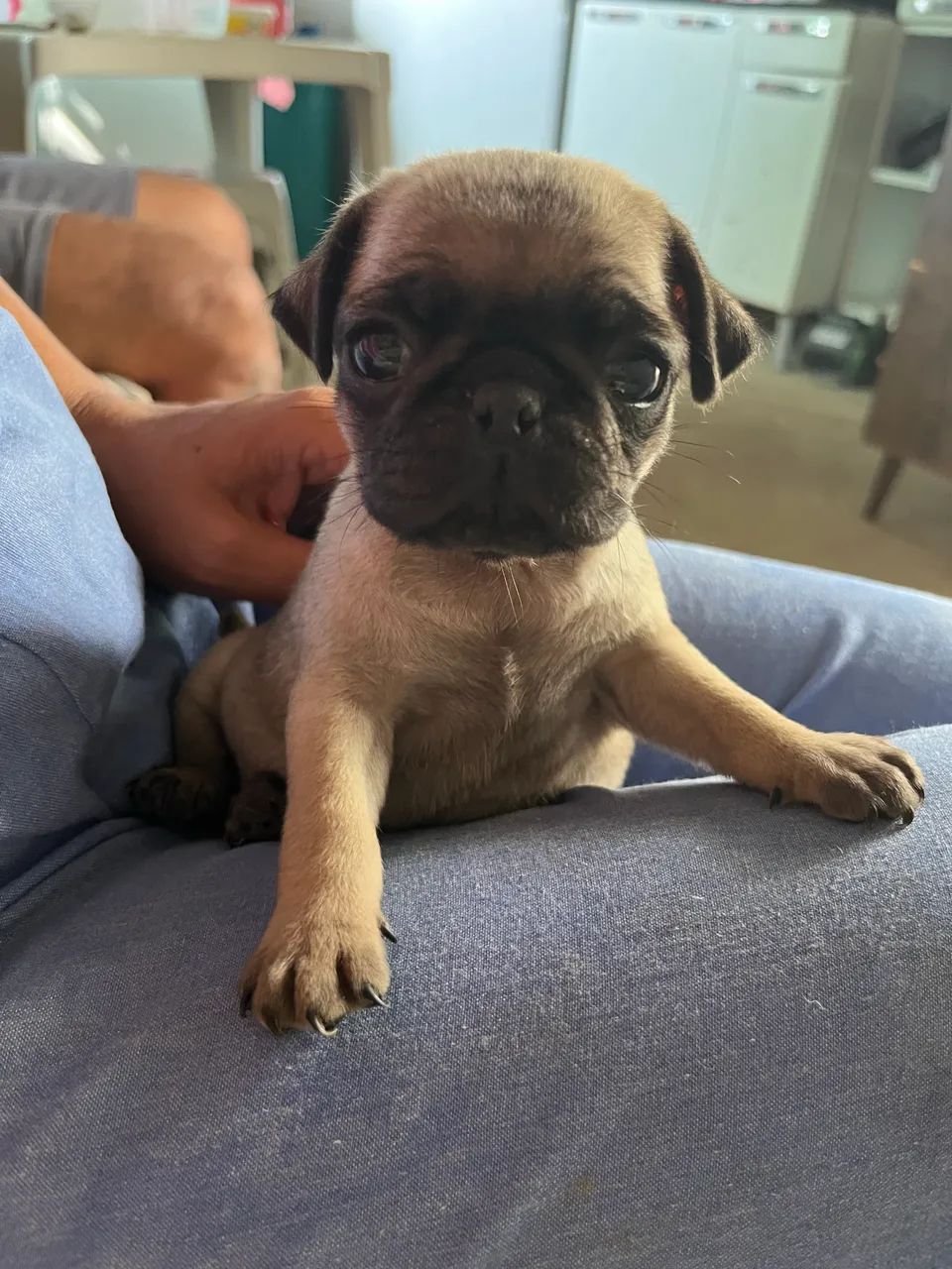 Pug - Foto 2