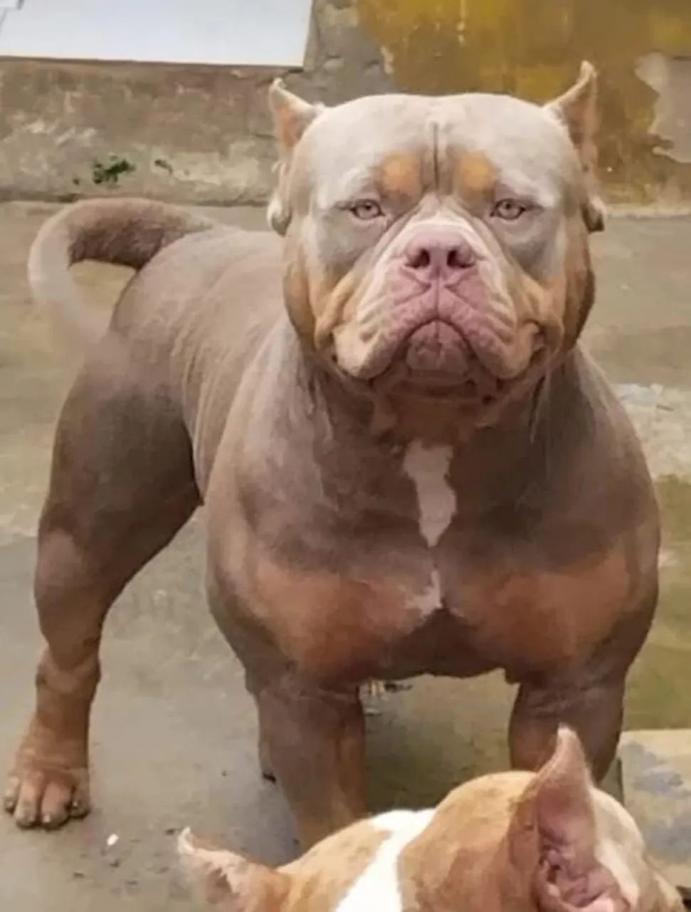 Filhote macho pitmonster com pedigree  - Foto 5