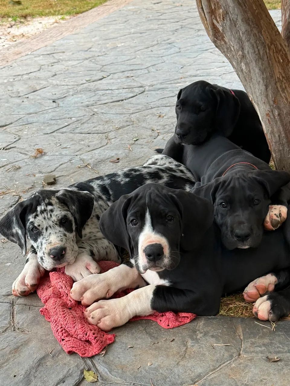 Filhotes Dogue alemão 