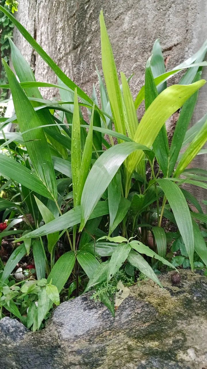 Semente e muda de mini palmeira imperial  - Foto 2