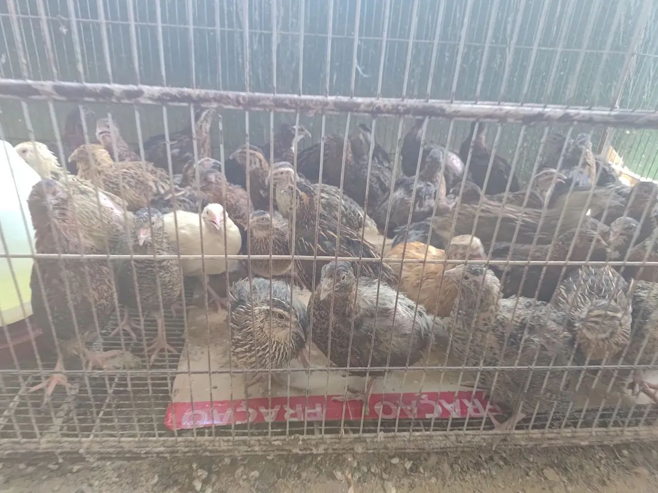 Vende-se cordonas - Foto 3