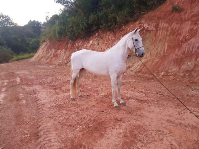 ÉGUA REGISTRADA ABCCMM