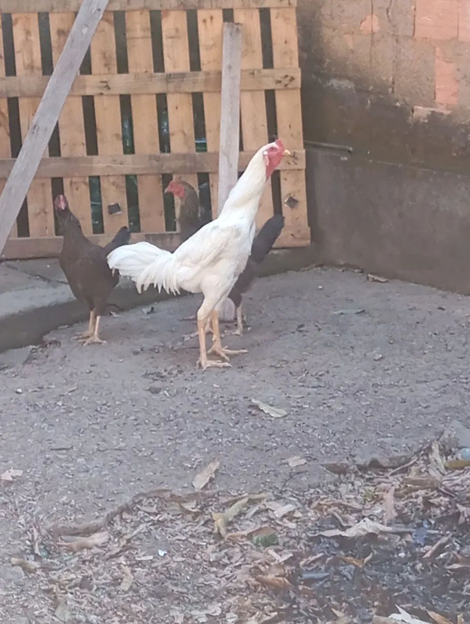 Vendo galo Índio 