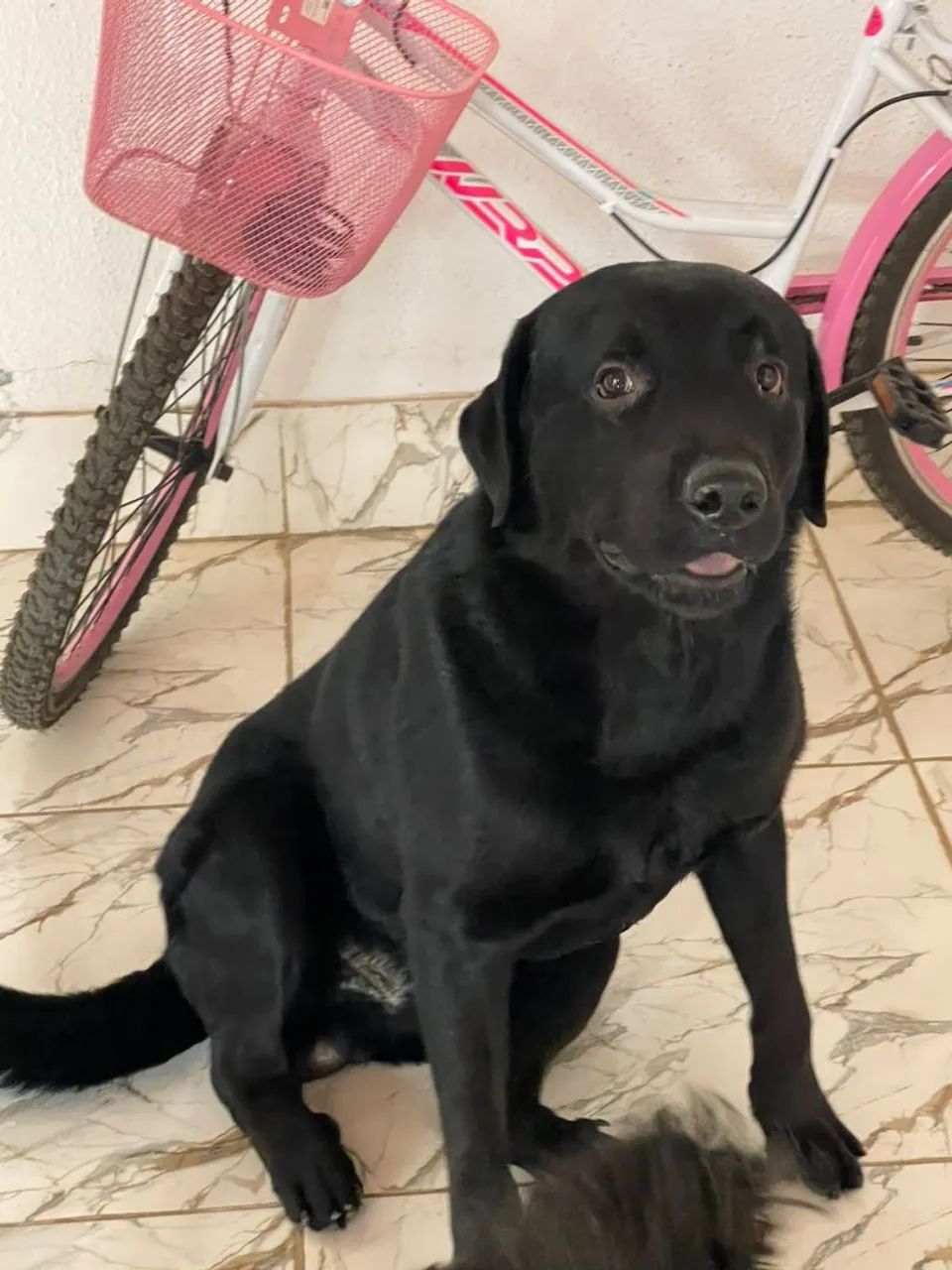 Filhotes de Labrador  - Foto 2