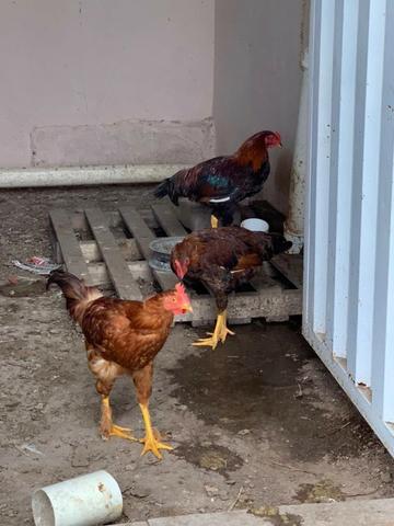 Galinha, frangos, pintinhos, Embrapa 51