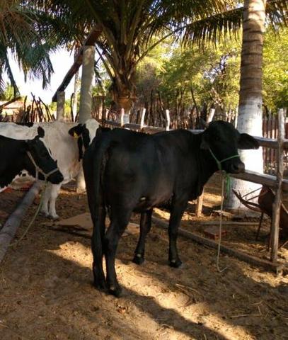 Vendo vaca holandesa