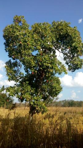 Propriedade Rural/São Gonçalo do Piauí - Foto 11