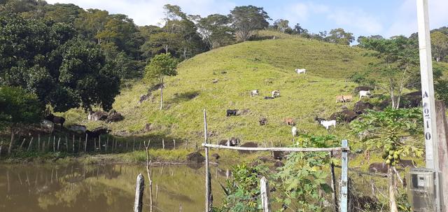 Vendo Fazenda com Pasto e cacau