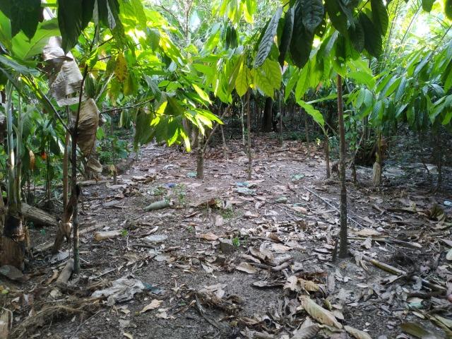 Sítio na Vila Temão - Jitaúna - Foto 16