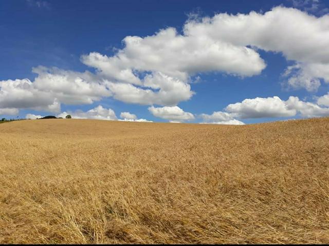 Terreno rural - Foto 6