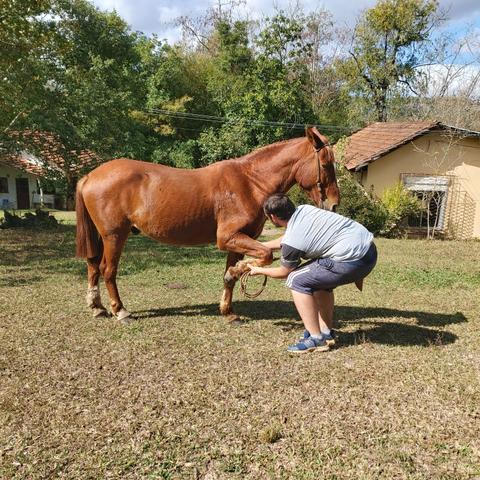Cavalo Crioulo - Foto 4