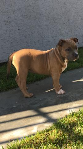 Filhotes de American Bully - Foto 4