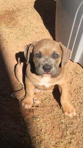 Filhotes de American Bully
