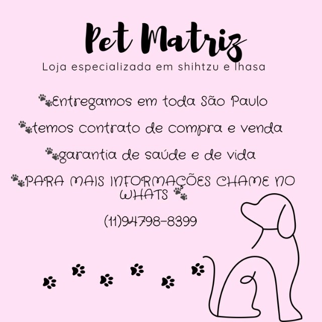 Shih Tzu Micros a pronta Entrega (loja) - Cachorros e acessórios - Vila