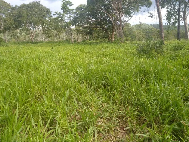 Fazenda Sitio Chacara Roça Terra Gado Em tocantins Porto Nacional