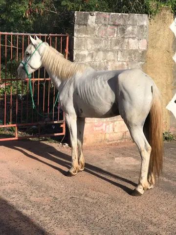 Cavalo Matando Filhote! 