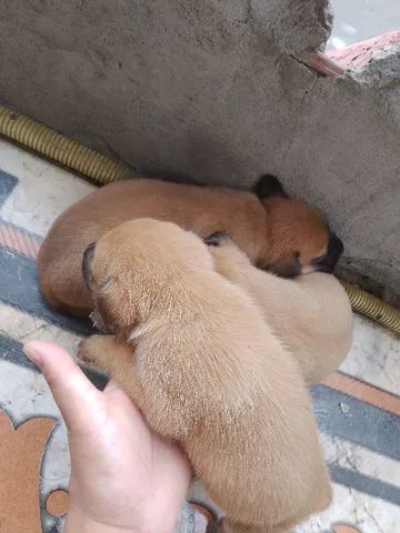 Cães para adoção  - Foto 4