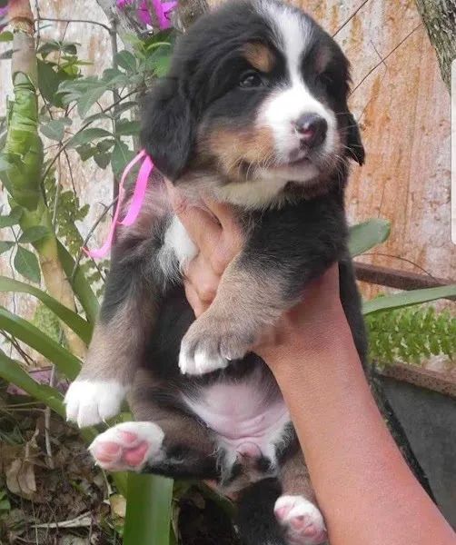 Bernese Mountaing Dog Entregamos em todo o Brasil - Foto 2