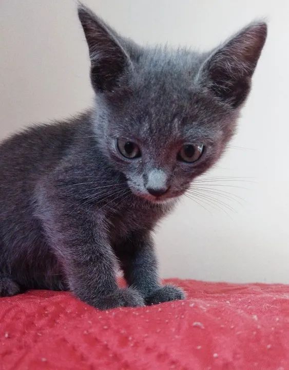 Azul Russo Hipoalergênico filhote  - Foto 3