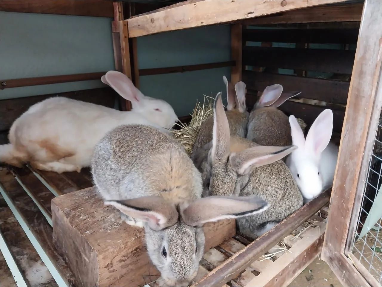 Vendo Coelho Gigante Flandres  - Foto 3