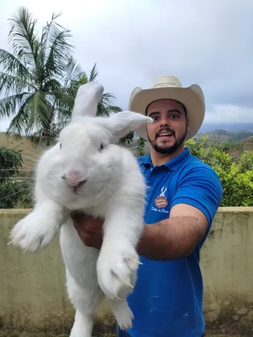 PÁSCOA - Coelho GIGANTE - Anão e Mini Importado
