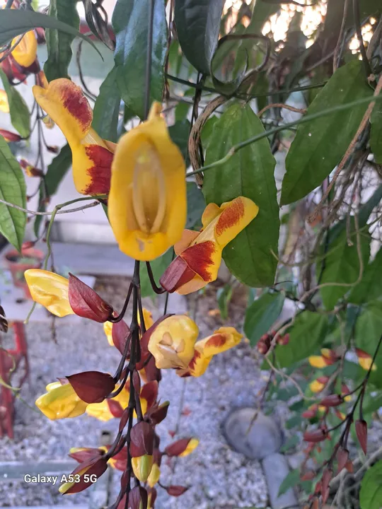 Sapatinho de judia florece o ano todo ok